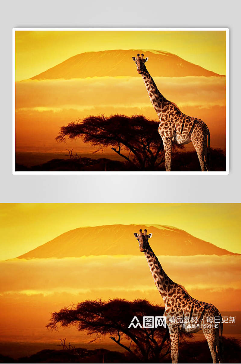 长颈鹿动物唯美摄影图素材