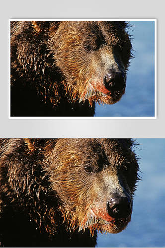 黑熊棕熊动物中景高清图片