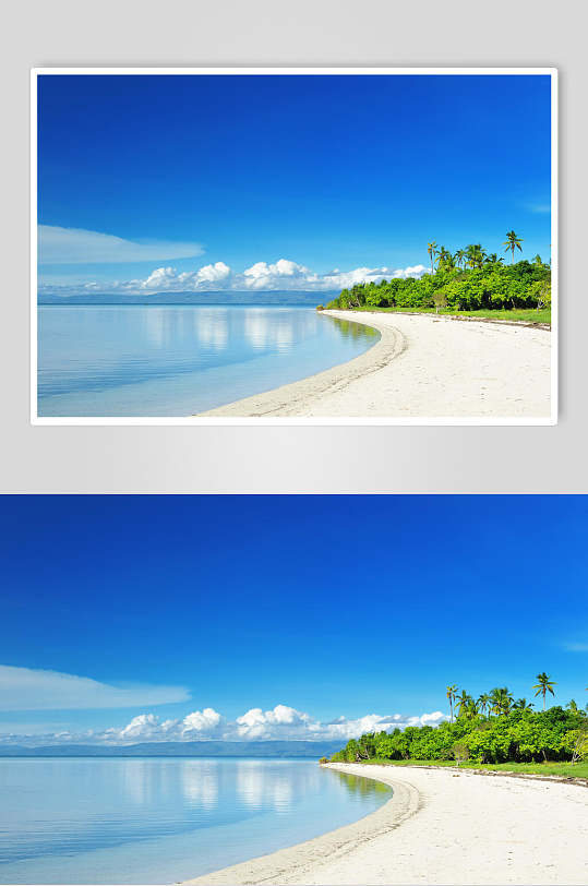 高清近景海边沙滩椰树棕榈