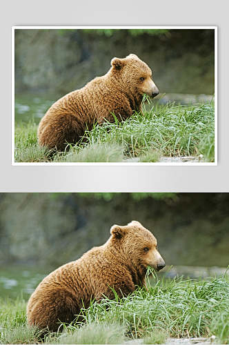 小黑熊棕熊动物高清图片