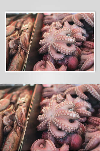 八爪鱼海鲜水产品图片