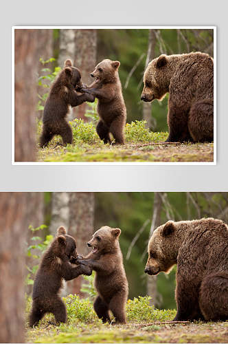 黑熊棕熊动物玩耍特写图片