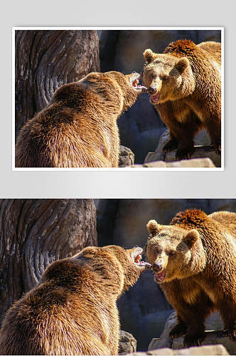黑熊棕熊动物中景高清图片