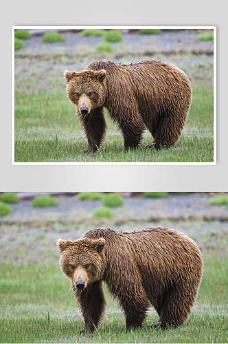 黑熊棕熊动物近景图片