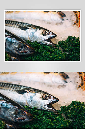 大鱼海鲜水产品图片