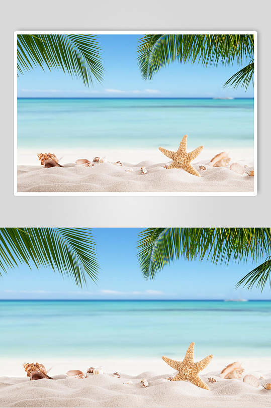 高清近景沙滩贝壳海星