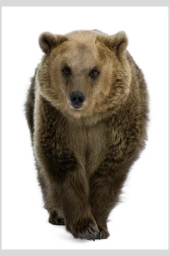 黑熊棕熊动物特写图片
