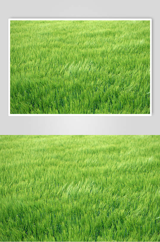 绿草密集图片  植物摄影图