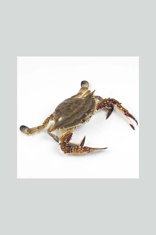 家常梭子蟹图片-家常梭子蟹素材下载-众图网