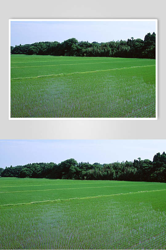 新鲜果蔬水稻田俯视图片