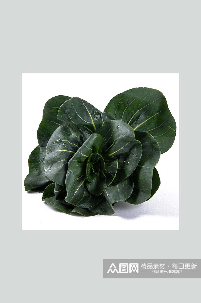 绿色新鲜蔬菜青菜图片素材