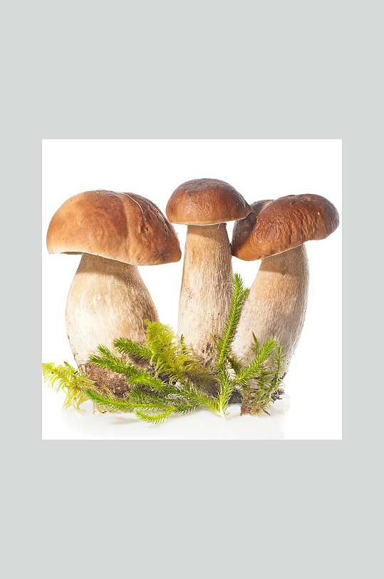 大头盖菇健康食品摄影图