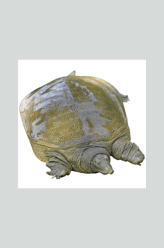 甲鱼生鲜甲鱼摄影图