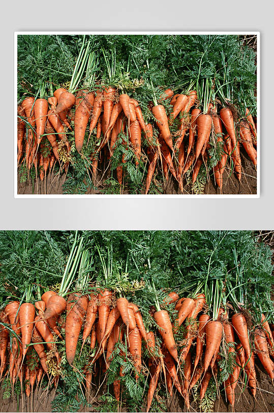 新鲜果蔬胡萝卜高清图片