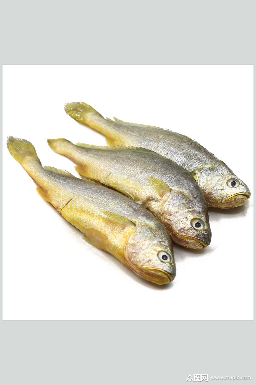 黄鱼特写摄影图片