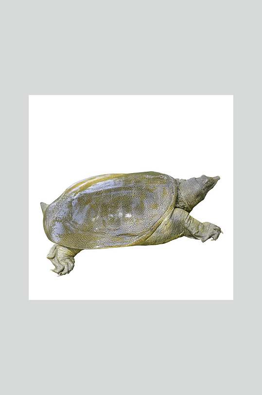 甲鱼图片-甲鱼素材下载-众图网