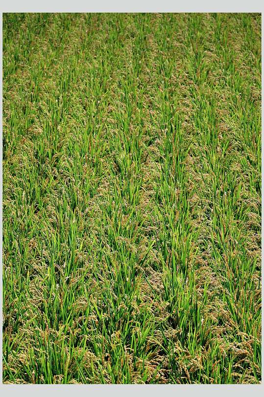 新鲜果蔬水稻麦穗俯视图片