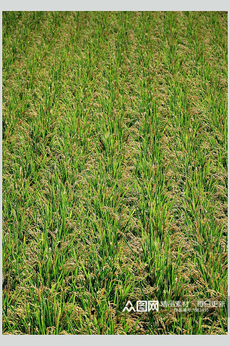 新鲜果蔬水稻麦穗俯视图片素材