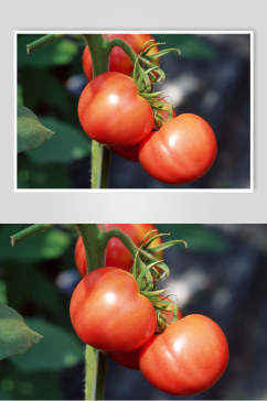 新鲜果蔬西红柿成熟期特写高清图片