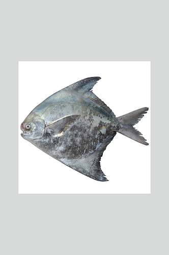 冻肉白鲳鱼高清图片
