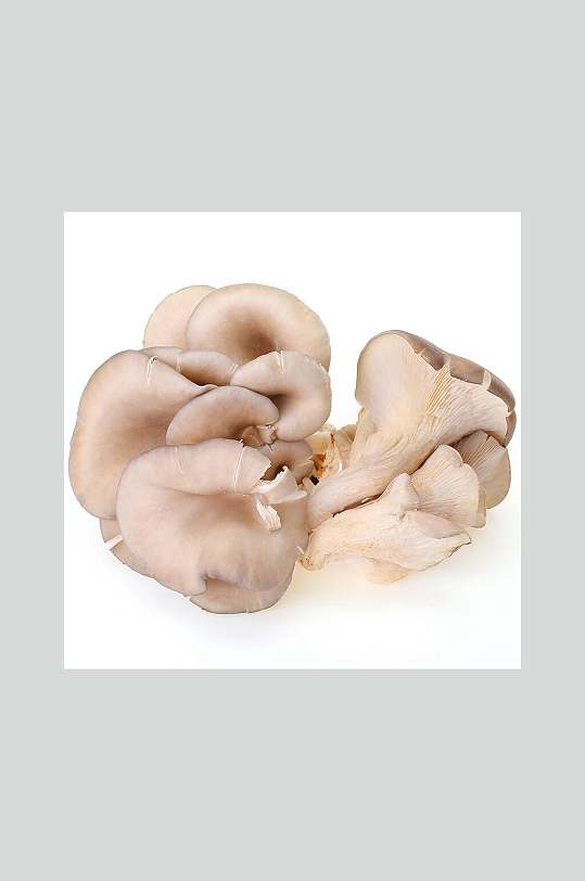 平菇绿色健康食品摄影图