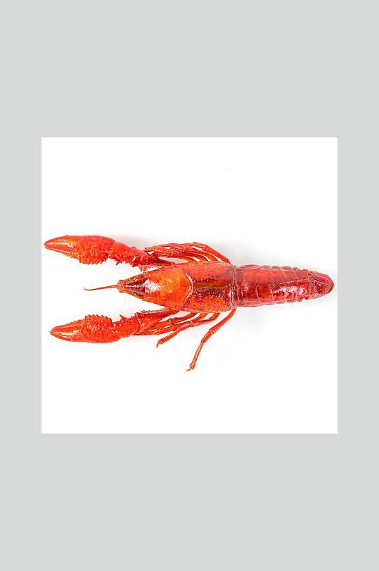 香辣红色小龙虾单只