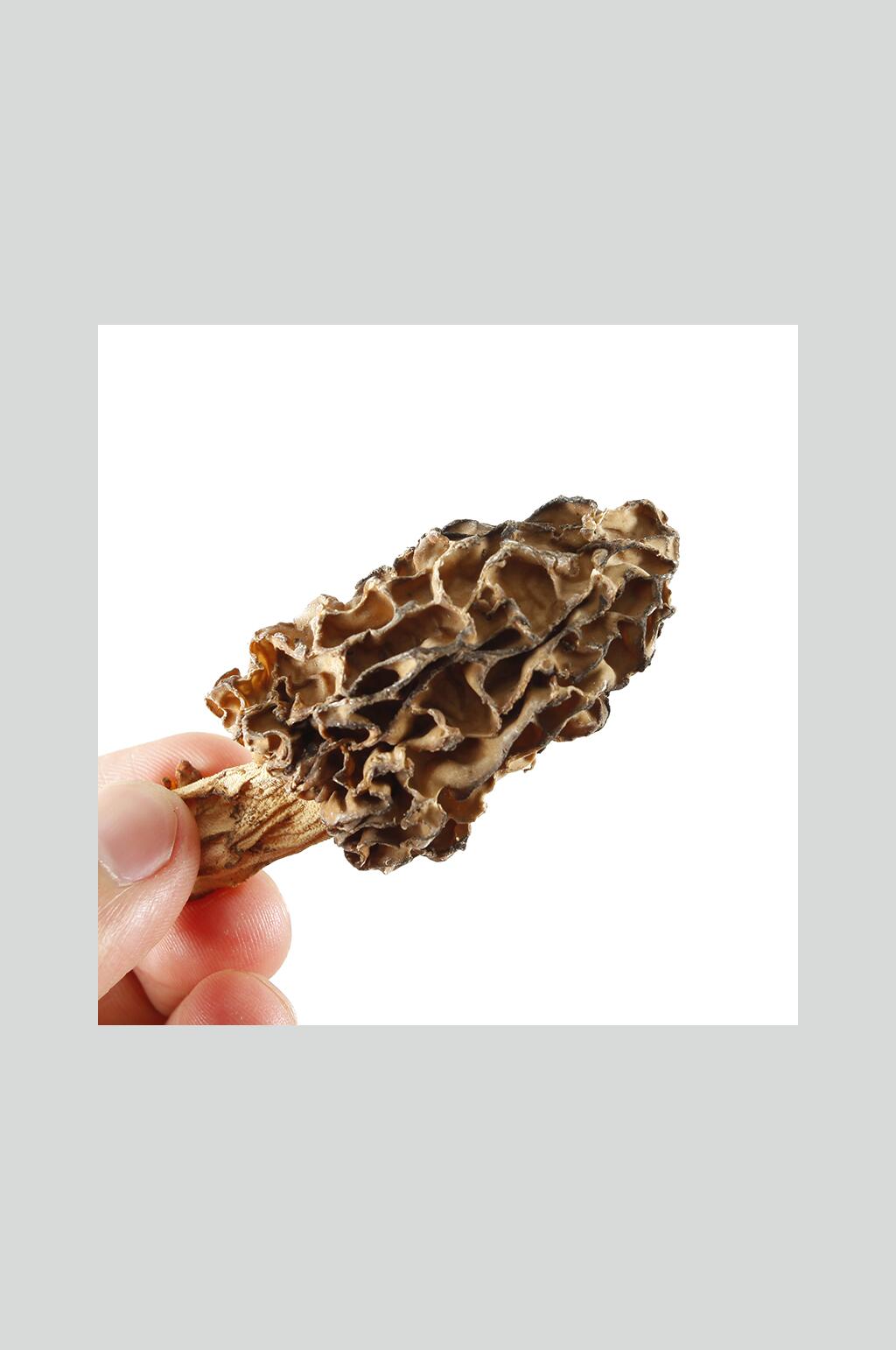 狼毒菌蘑菇作用图片