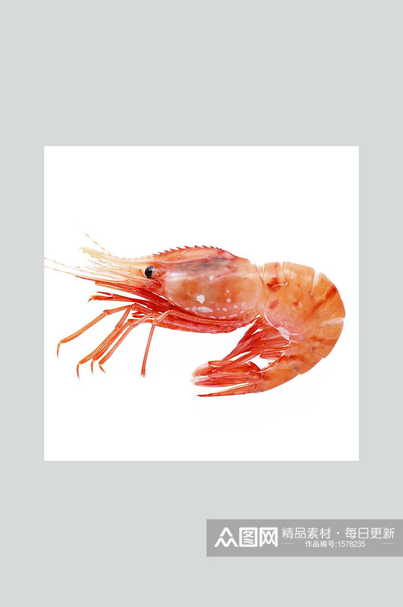 红色鲜嫩小红虾摄影图素材