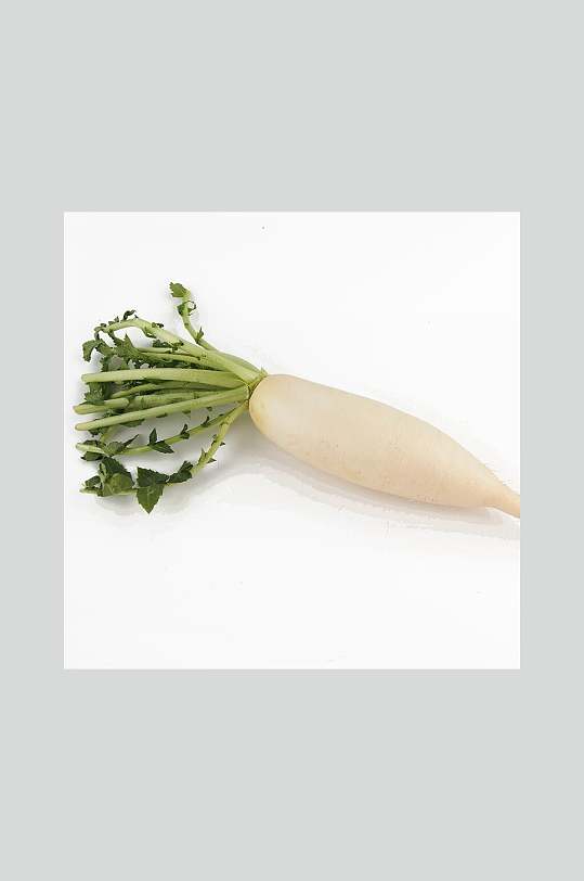 单个带苗真实白萝卜摄影图