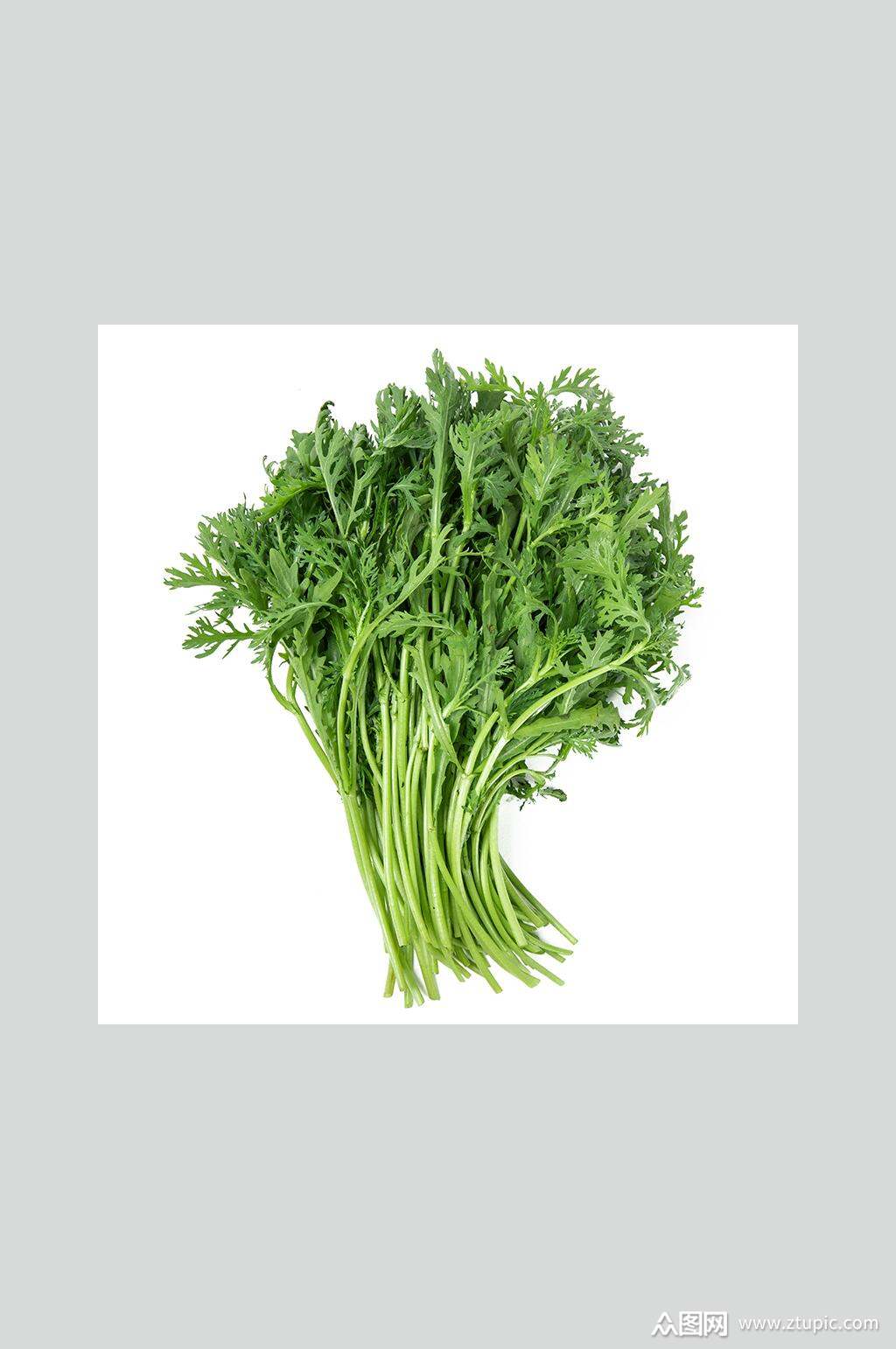 有机茼蒿菜高清图片