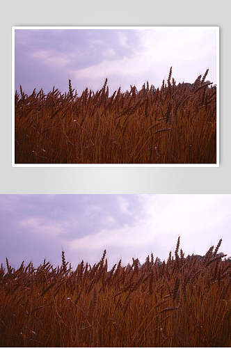 新鲜果蔬成熟小麦逆光图片