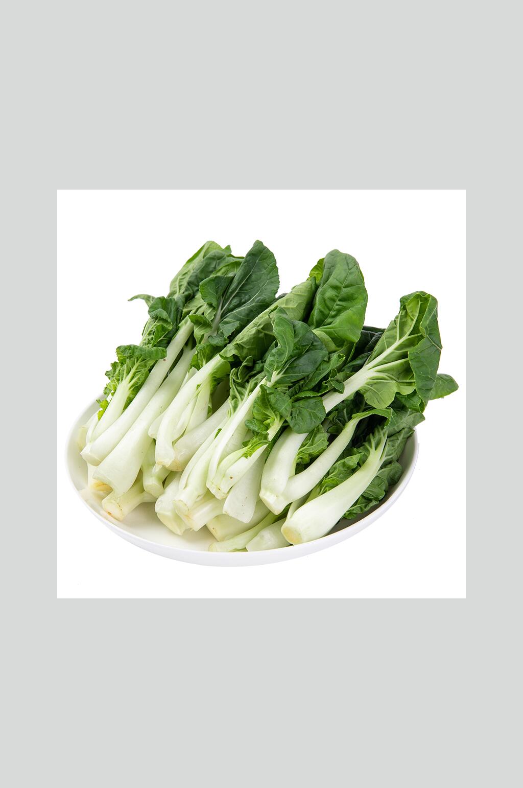新鲜蔬菜奶白菜高清图片素材