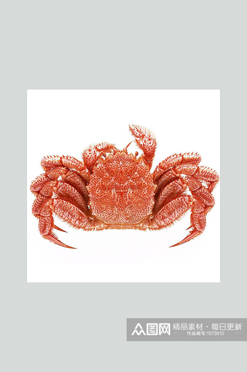 红毛蟹高清图素材