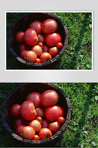 篮子番茄图片