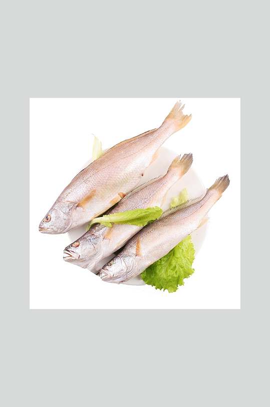 冰鲜海鱼三牙鱼图片