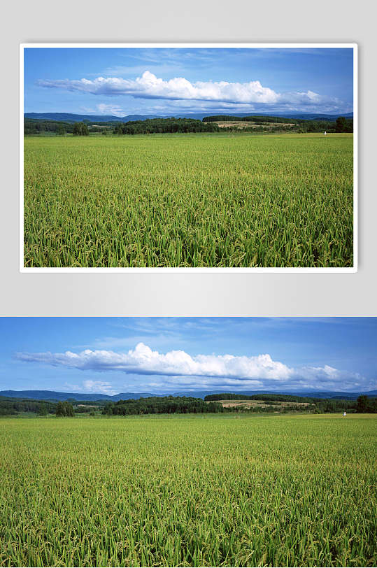 新鲜果蔬水稻成熟期高清图片