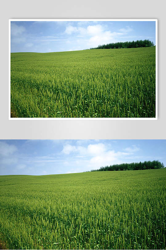 新鲜果蔬绿色小麦田图片-众图网