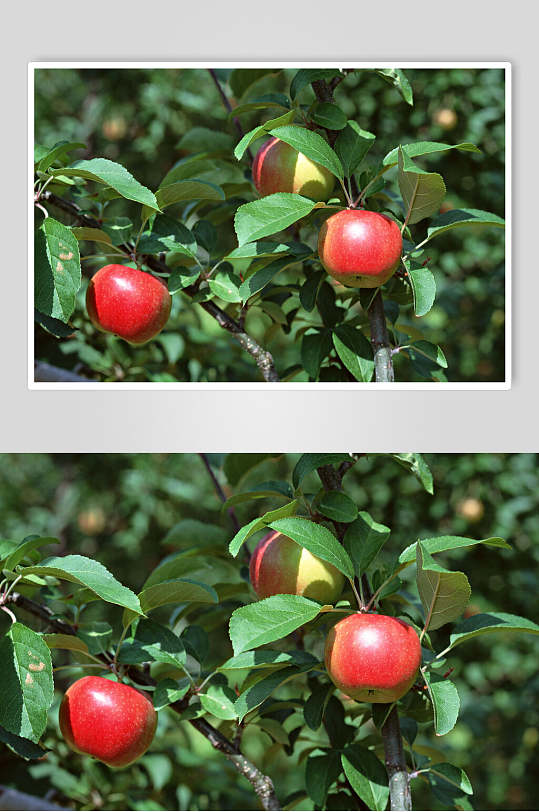 新鲜果蔬苹果成熟期特写图片