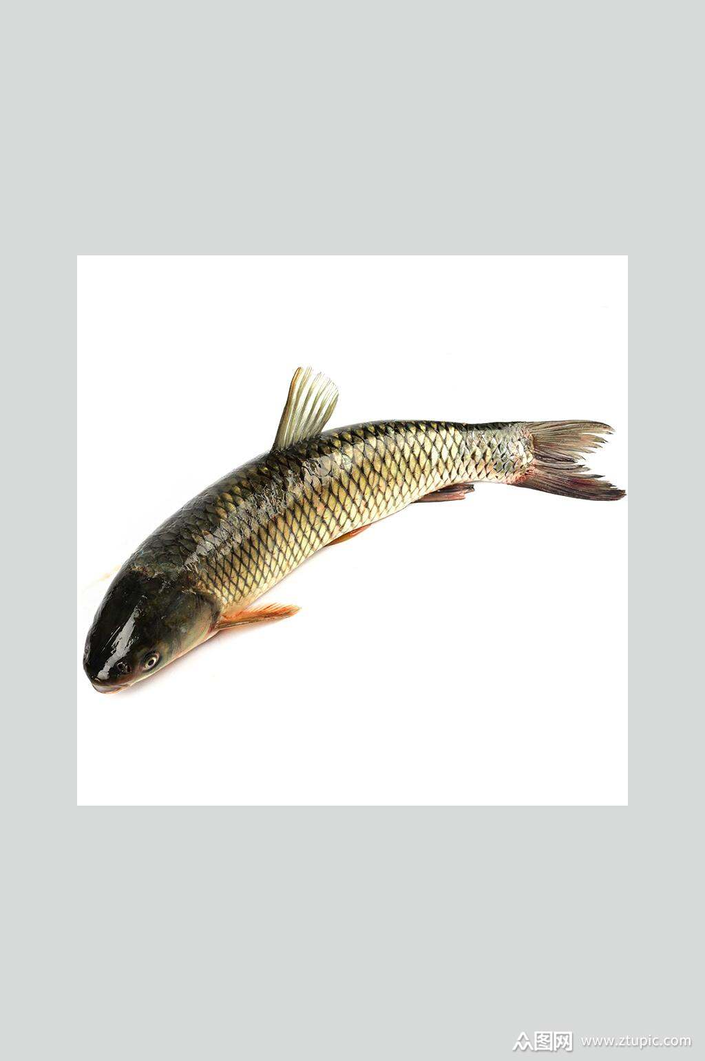 草鱼生鲜美食高清摄影图素材