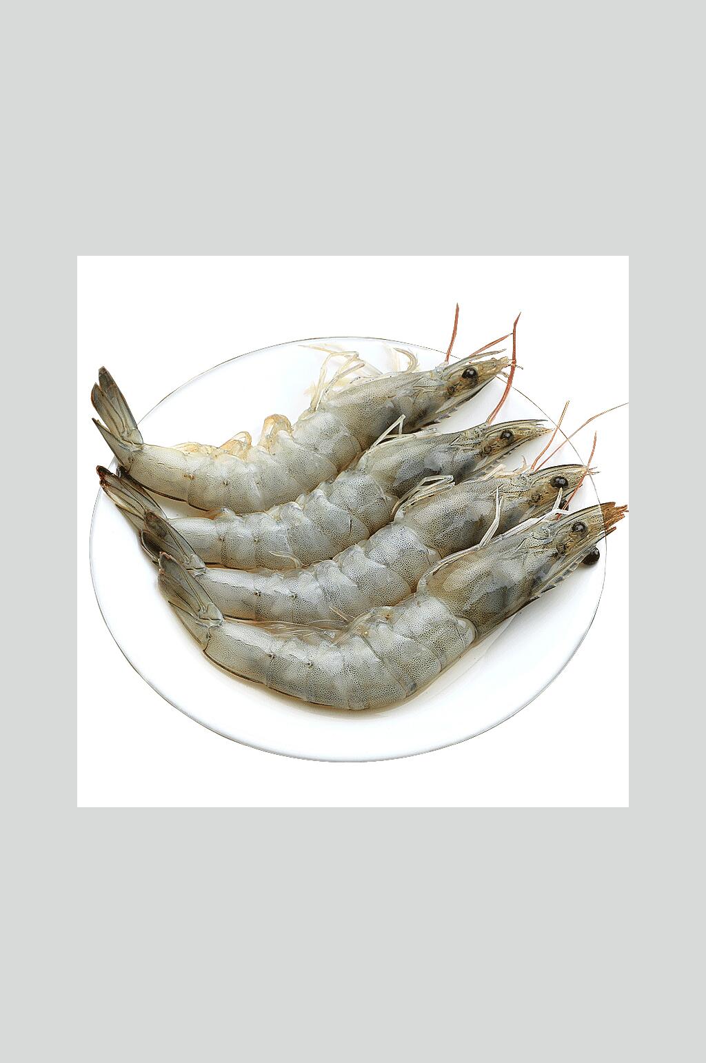 新鲜海产大白对虾高清图片素材