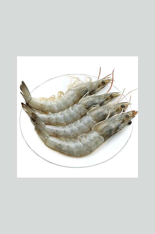 新鲜海产大白对虾高清图片