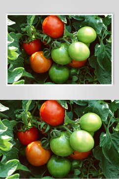 新鲜果蔬西红柿高清图片