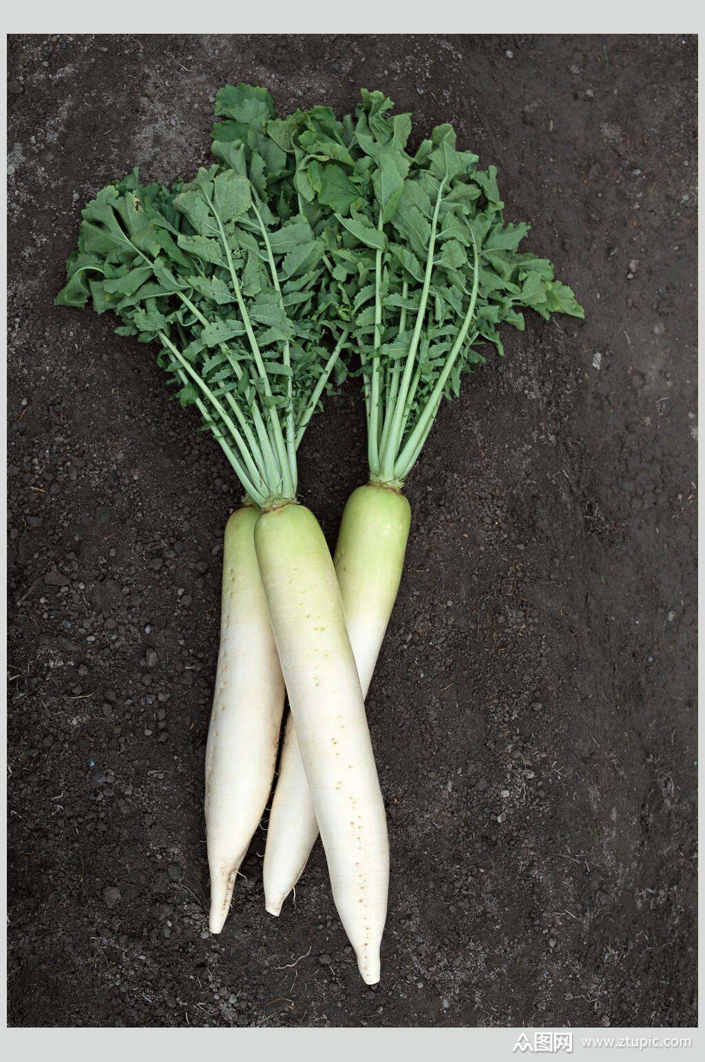 新鲜果蔬白萝卜图片素材