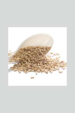 燕麦米高清图片