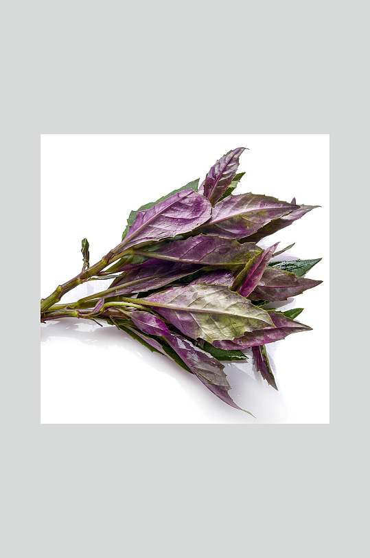 观音叶紫苏高清图