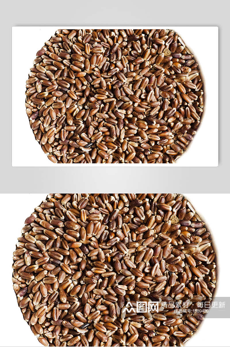 黑小麦高清图片素材