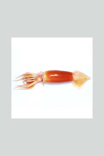 红白鲜活小章鱼摄影图