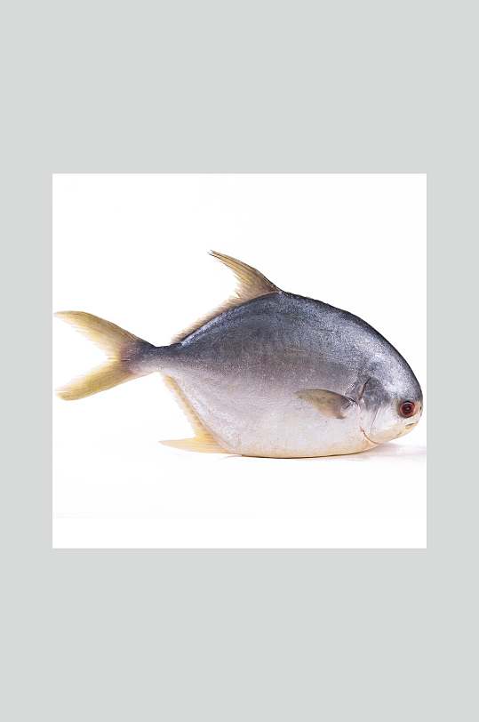 新鲜海产金鲳鱼美食摄影图