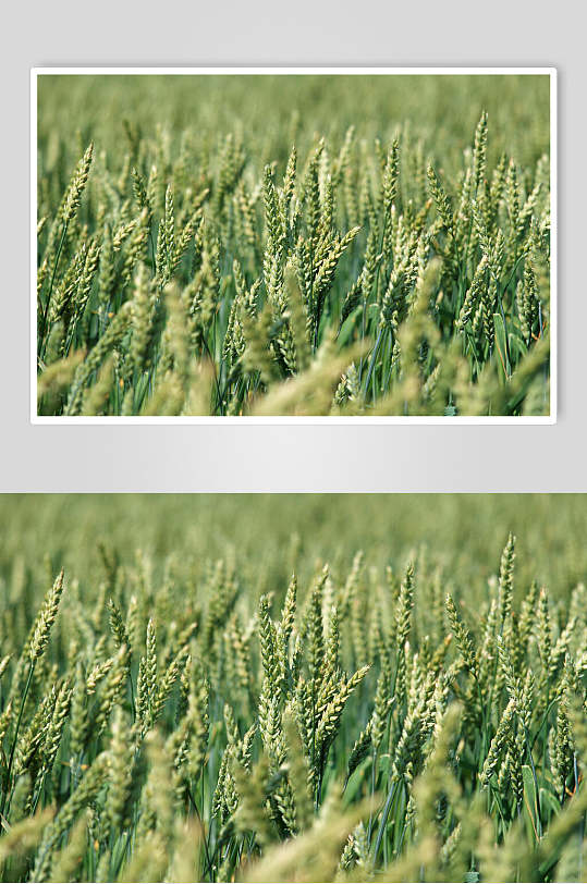 新鲜果蔬小麦穗花期特写高清图片