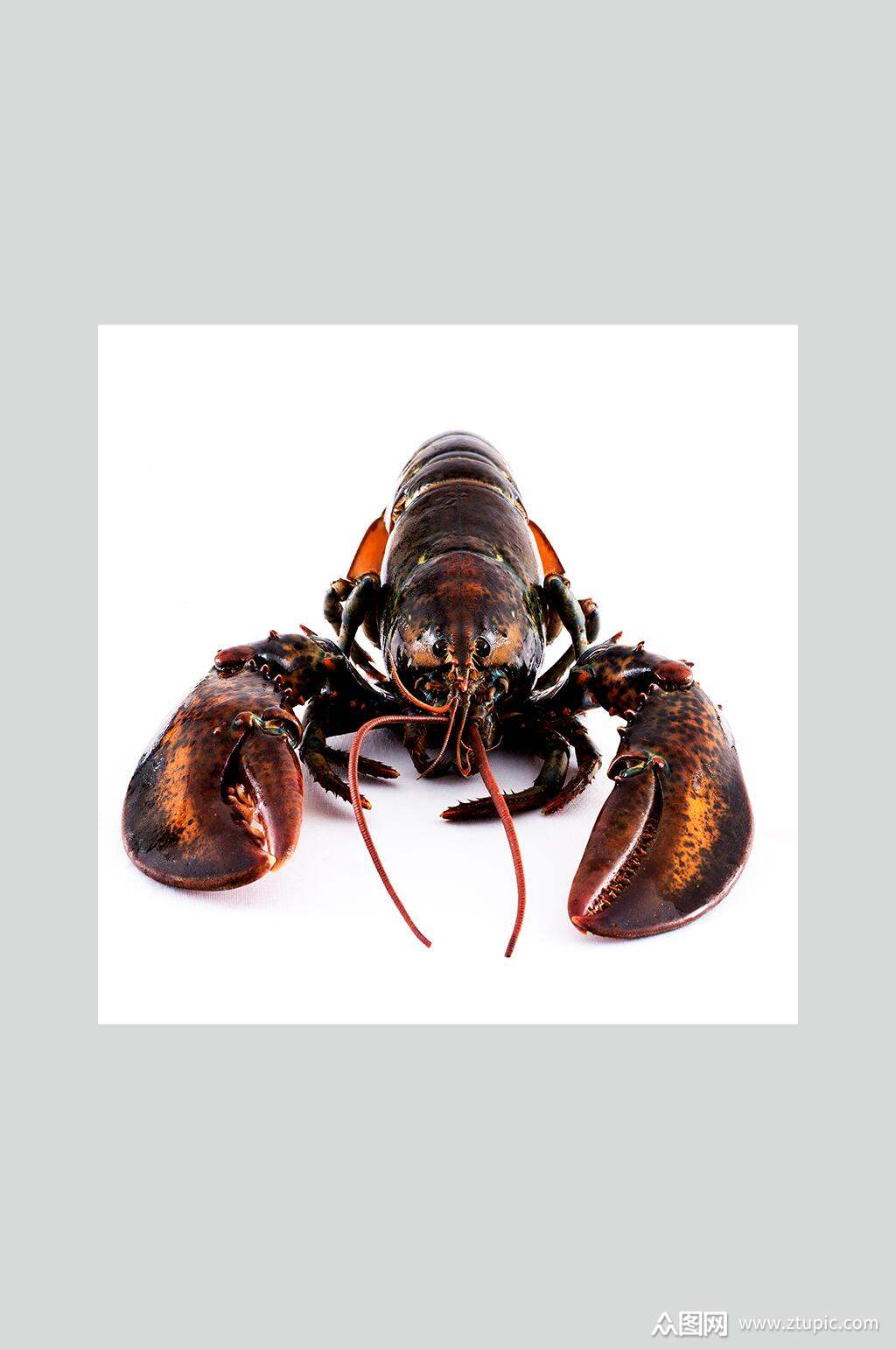 黑金色波士顿龙虾新鲜海鲜美食图片